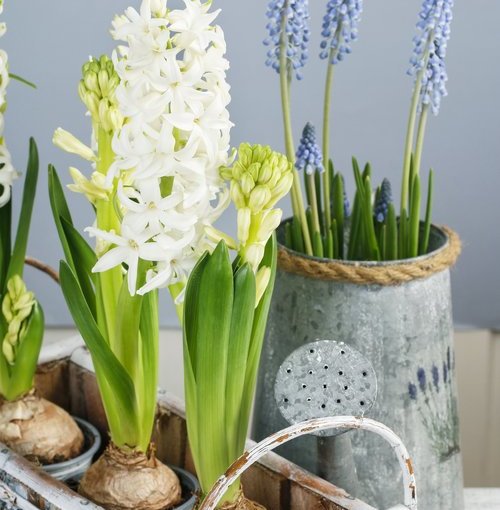 ADD A SPRING TOUCH TO YOUR HOME